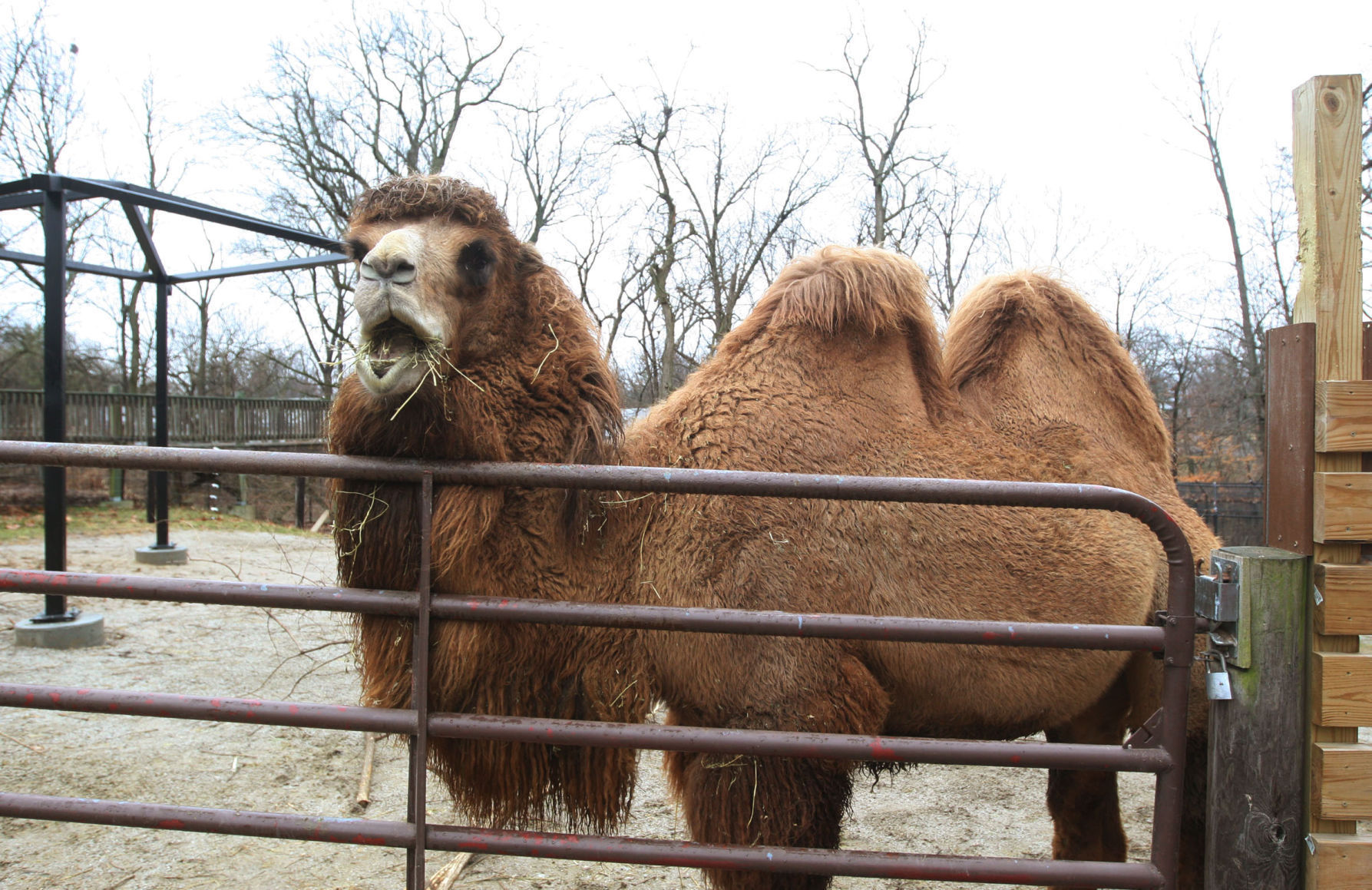 Winter camel